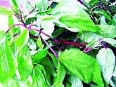 Medicines from vegetable plants