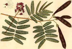 Medicines to cure toothache from herbs