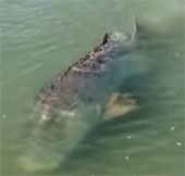 Meet giant 2.7m long grouper, weighs 400kg