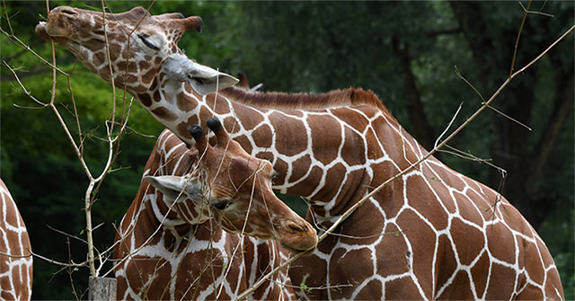Meet penguins, gay giraffes to see ... normal