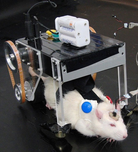Meet RatCar, a Japanese Robot car controlled by the mouse's brain