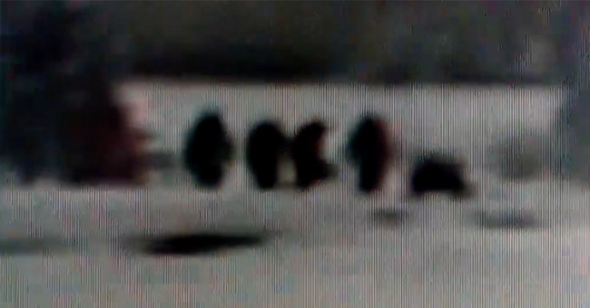 Meet the Bigfoot monster family in the American National Park?