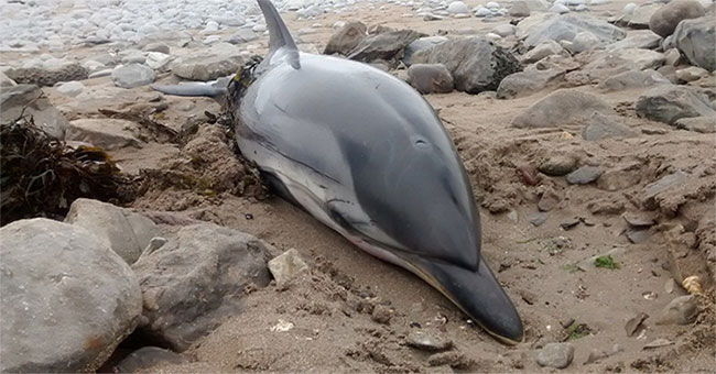 Meet the dolphins stranded, never drop them back naturally because ...