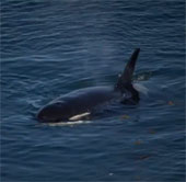 Meet the hundred-year-old whale, the longest living in the world