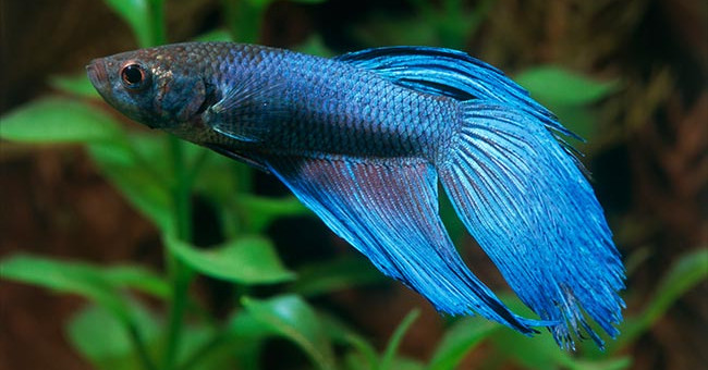 Meet the only fish species in the world that can