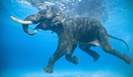 Meet the only swimming elephant in the world