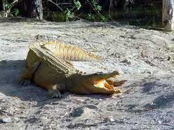 Meeting to rescue the Hinh river crocodile