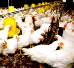 Mekong Delta: tired of waiting for bird flu vaccine