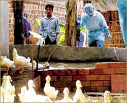 Mekong River Delta: Urgently vaccinate new birds to re-herd