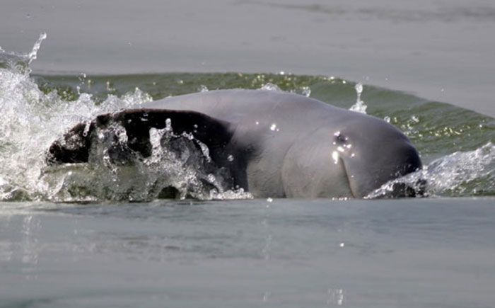 Mekong river dolphins are protected