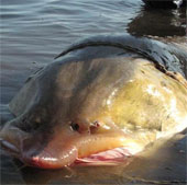 Mekong River fish ranked