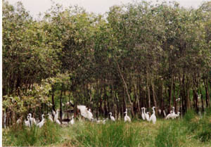 Melaleuca deforestation in the Mekong Delta: Risk of ecological stratification