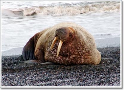 Melting ice can harm walruses