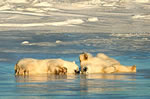 Melting ice threatens polar bears