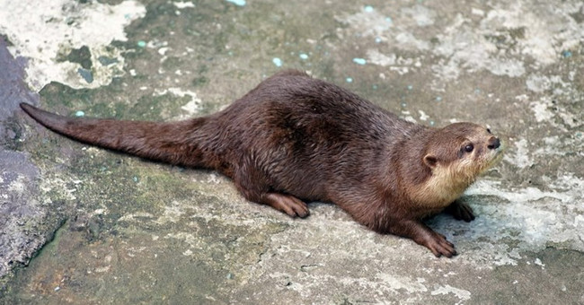 Melting the heart with the extremely cute otter of Vietnam