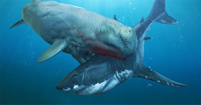 Melvillei Ancient Whale - A nightmare of super shark Megalodon