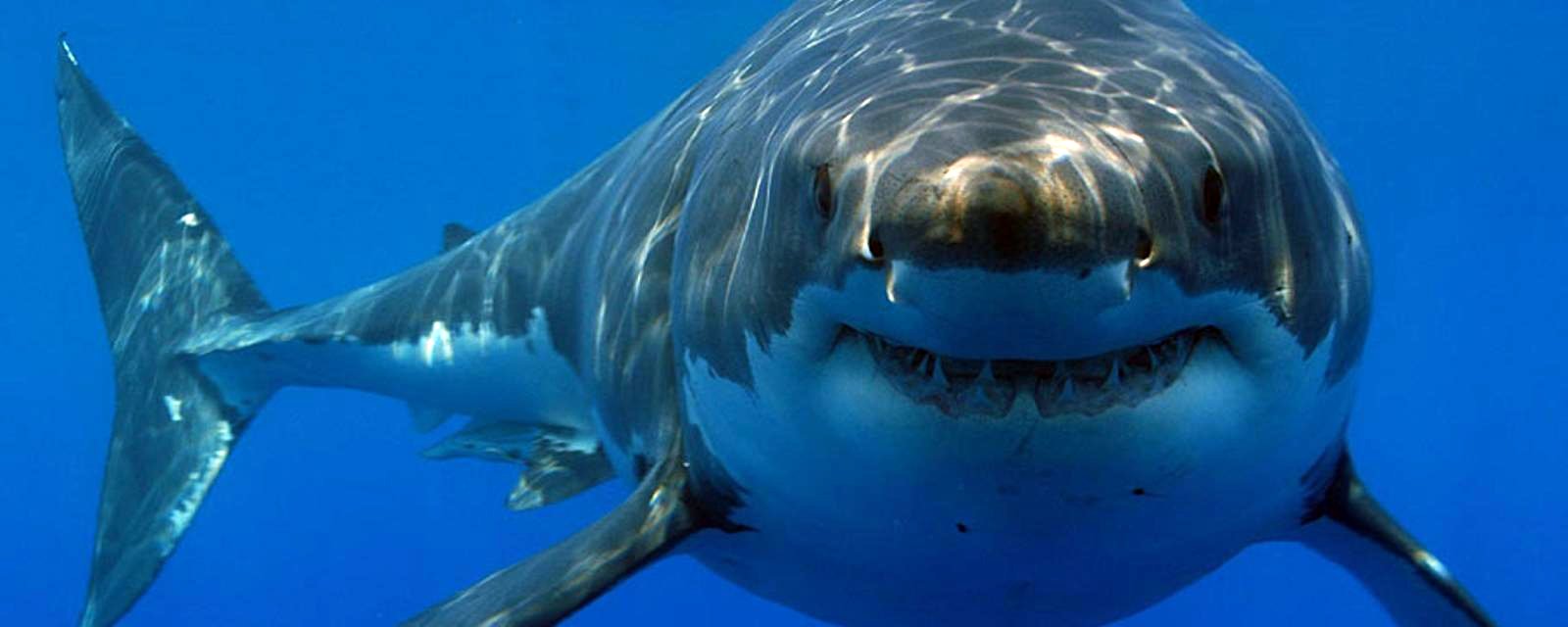 'Memorable' and 'smart' like sharks