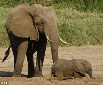 Memory helps elephants to survive the survival war