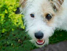 Memory of Fido dog