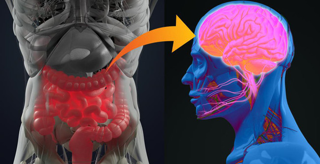 Memory of the digestive system helps us remember where we used to eat