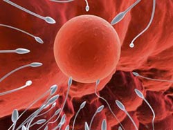 Men also reduce fertility after age 35