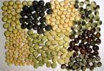 Menopausal women should eat plenty of soy