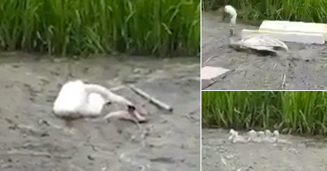 Merciful swan trying to save you from drowning in garbage