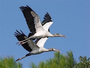 Mercury makes white storks become gay