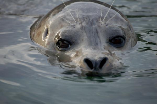 Mercury pollution hurts seals