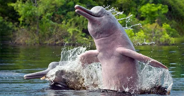 Mercury river dolphins are poisoned with mercury