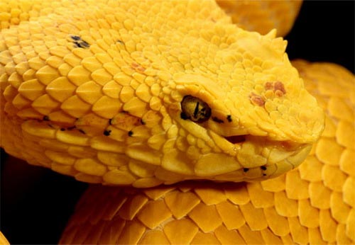 Messages from animal colors