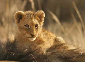 Metal detectors detect poachers