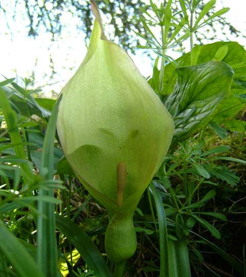 Metamorphosis of plants