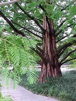 Metasequoia glyptostroboides