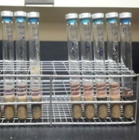 Methan bacteria can survive under the environmental conditions of Mars