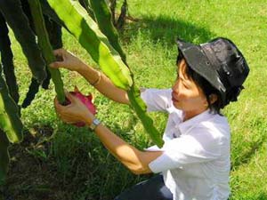 Method of growing red flesh dragon fruit (Taiwan)