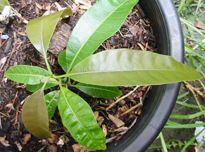 Method of propagating mango by seed