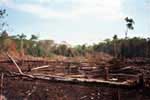 Methods for sustainable forest management to protect Amazonia forests