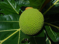 Methods of harvesting and preserving female elements