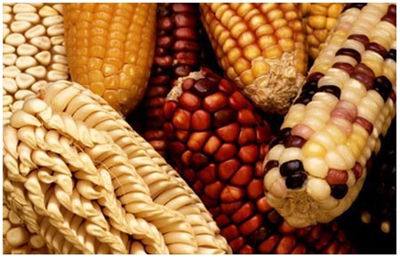 Mexican people planted corn 10,000 years ago