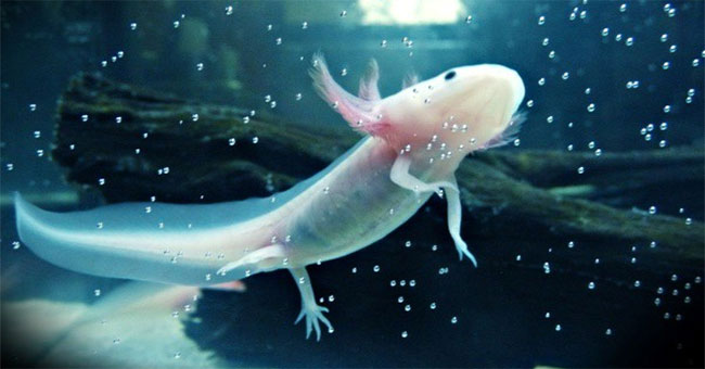 Mexican salamanders: the broken leg grows, the heart breaks, but is still rescued but is about to become extinct