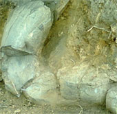 Mexico discovered ivory 10,000 years before BC