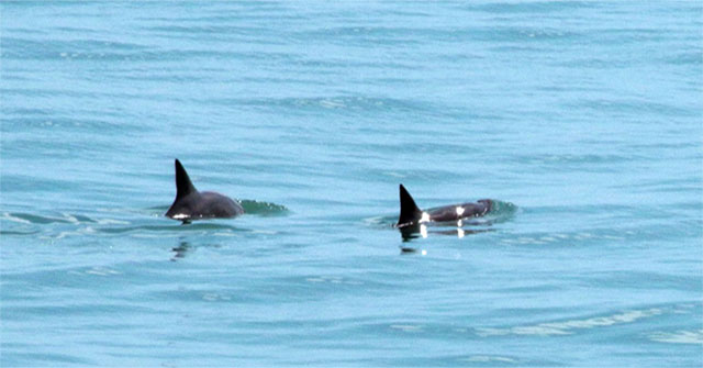 Mexico found dolphins of high risk of extinction