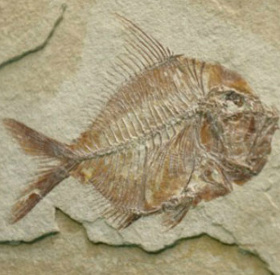 Mexico found fossil fish dating back 110 million years