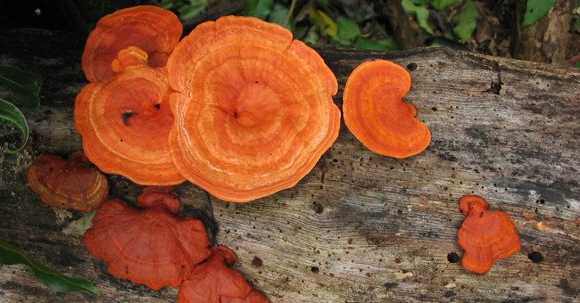 Mexico found mushrooms can clean contaminated water within 6 hours