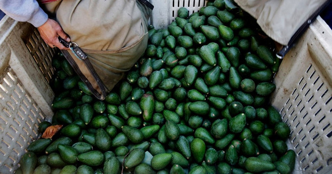 Mexico invents bioplastic from environmentally friendly avocado seeds