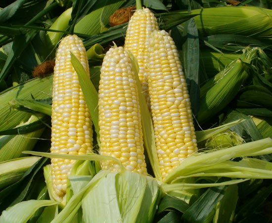 Mexico successfully breeds drought-tolerant corn varieties