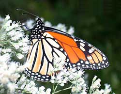Mexico: the ideal residence of monarch butterfly (Danaus plexippus)
