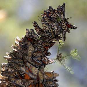 Mexico: the number of monarchs doubled