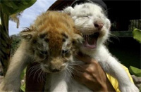 Mexico Zoo is busy because the tiger series is born